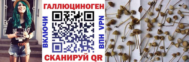 Галлюциногенные грибы мухоморы  как найти   Кашин 